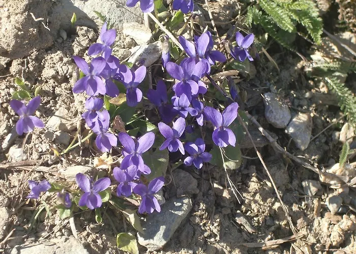 Ausserangistlhof